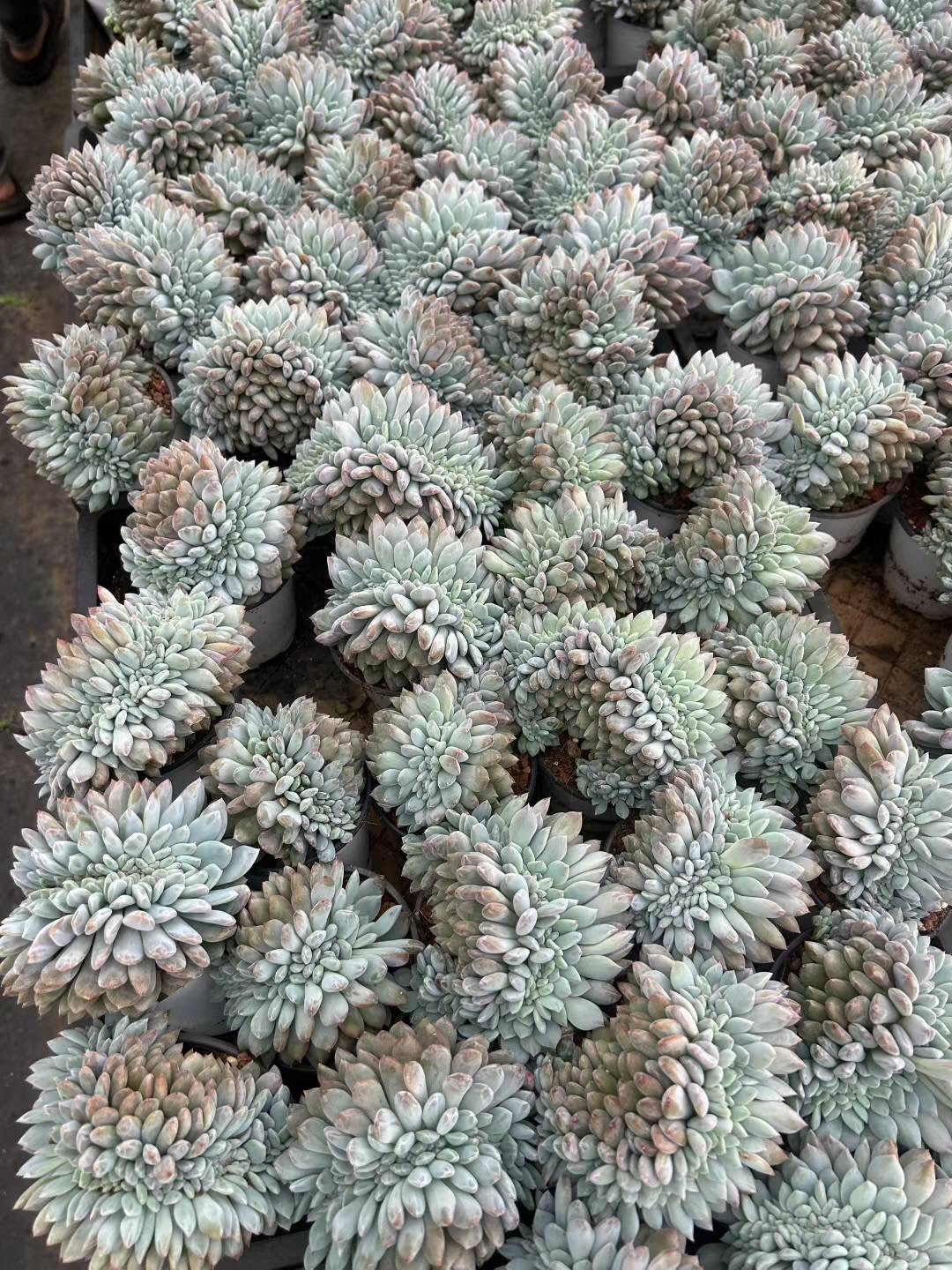 666精控橙梦露大缀化精品小贵多肉植物