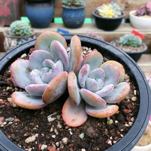 10073一代奶茶