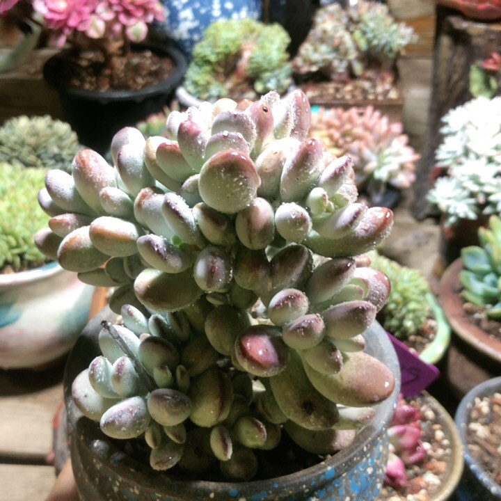 精品韩货多肉乒乓福娘老桩精控肉多肉植物