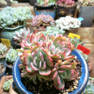 3088绮罗锦