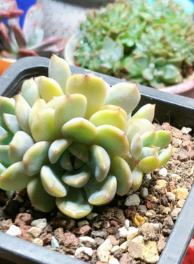 10038红色恋人