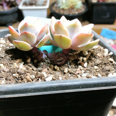 10603奶茶8-10头起