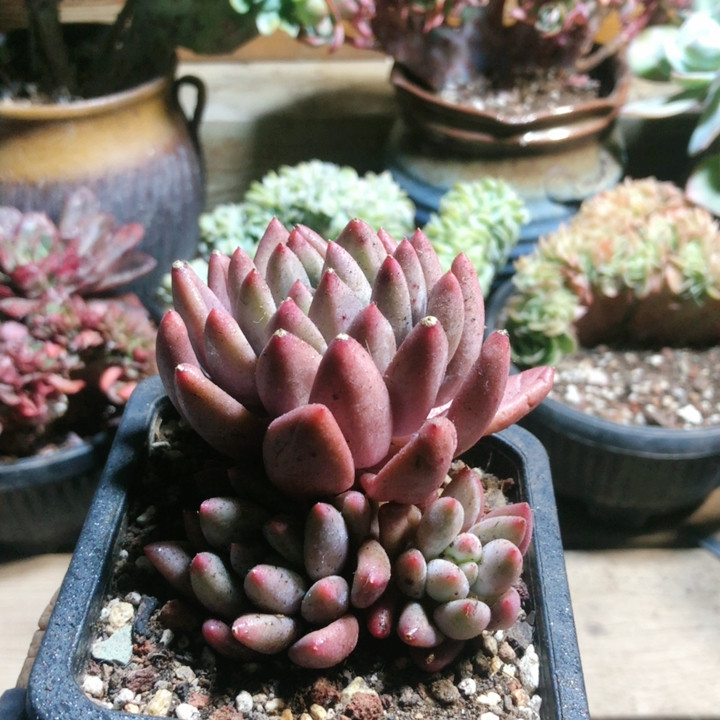 10038水晶球,鲜花速递/花卉仿真/绿植园艺,多肉植物,淘宝优惠券,粉丝福利购,淘宝优惠卷