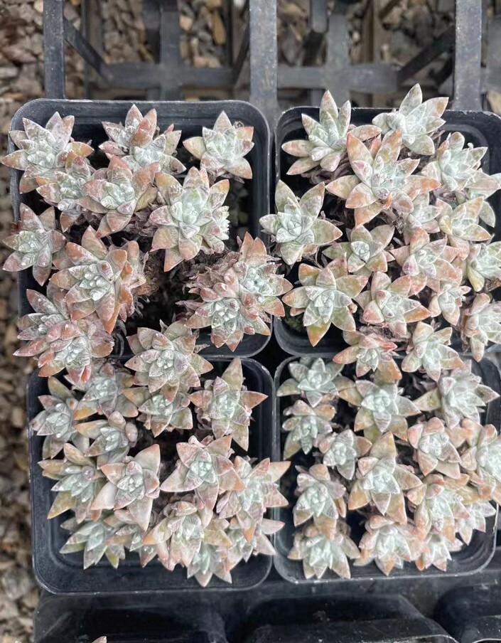 大白菊老桩10头起无砍精控精品多肉