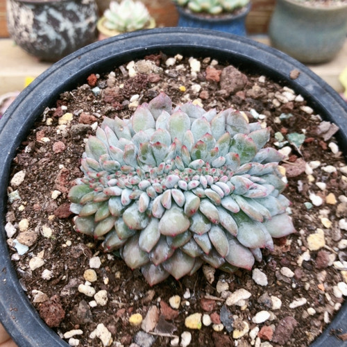 10323星影缀wgtg