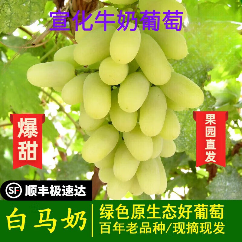 马奶提无核白葡萄新鲜应当季孕妇水果吐鲁番无籽青提整箱5斤新疆