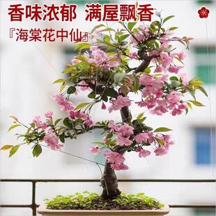 海棠花盆栽老桩树四季 开花室内植物庭院花卉垂丝海棠长寿冠绿宝石