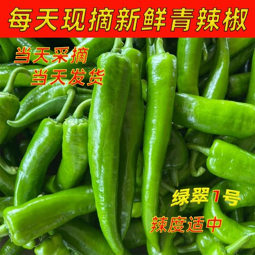 辣椒新鲜现摘青辣椒5斤新鲜