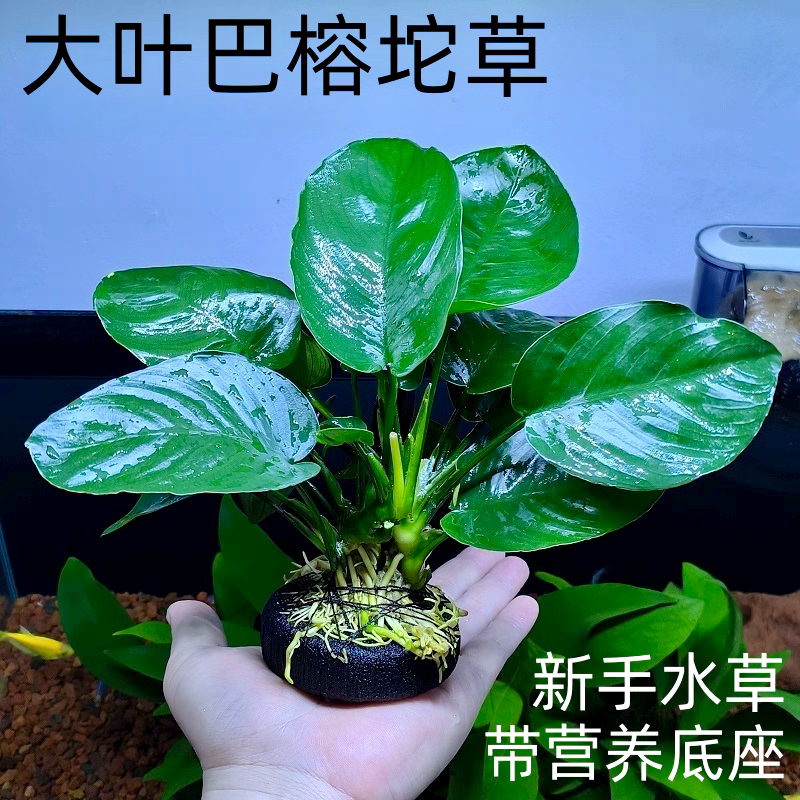 大叶巴榕水草鱼缸造景水榕好养活