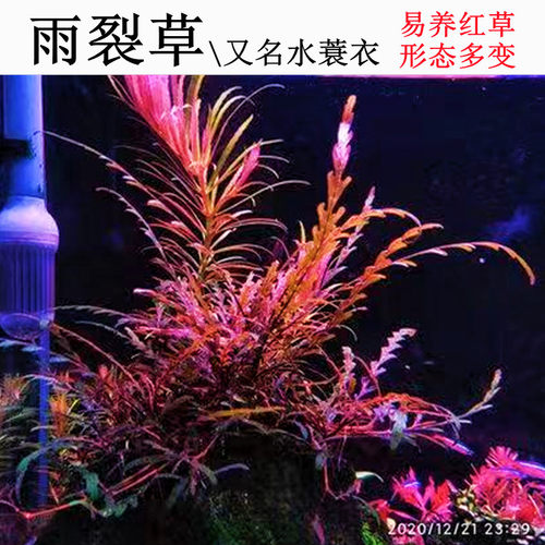 雨裂水蓑衣典型沉木造景水草