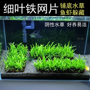 细叶铁皇冠网片鱼缸草缸铺底草坪造景水草植物真草阴性好养活淡水