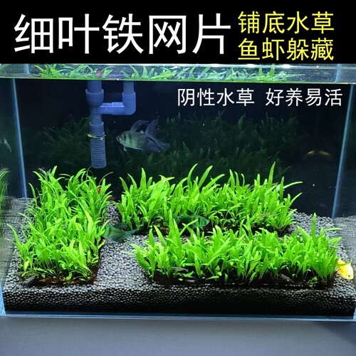 细叶铁皇冠网片鱼缸铺底水草
