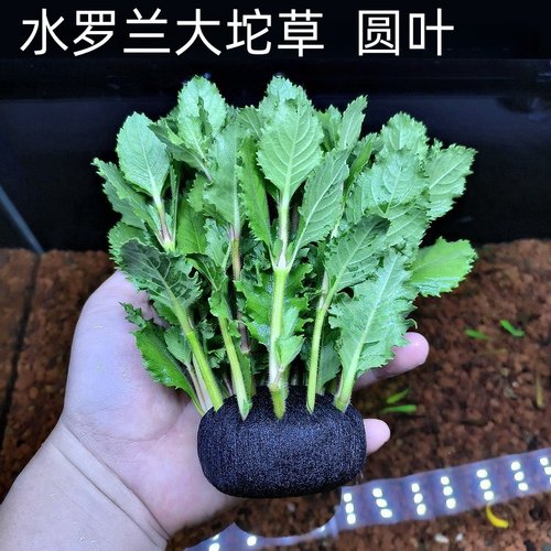 广州水罗兰坨草适合新手好养活