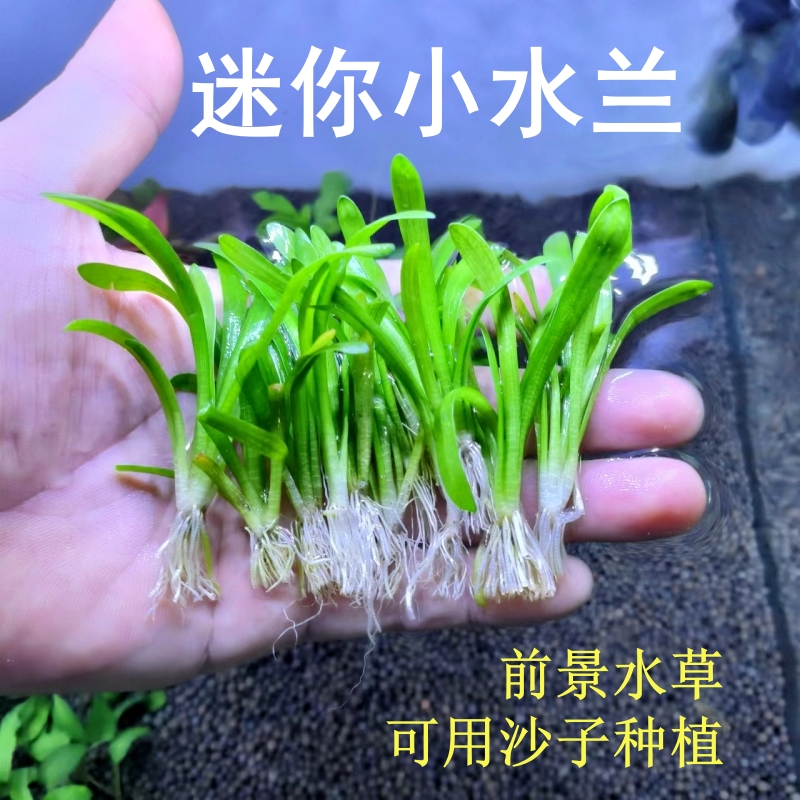 迷你小水兰前景水草无需二氧化碳