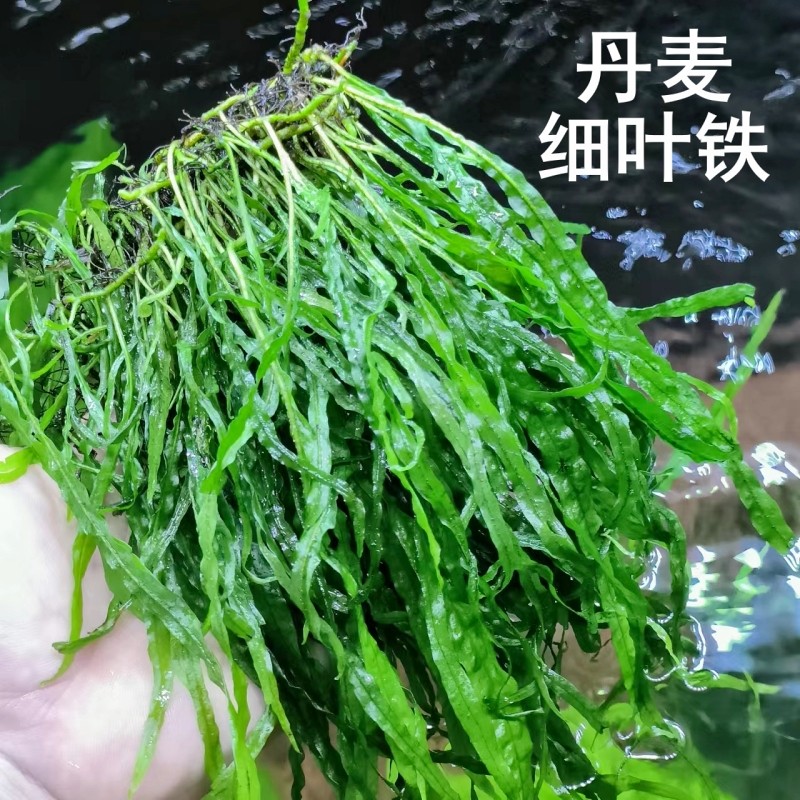 丹麦细叶铁鱼缸草缸沉木石头阴性活体稀有水草造景装饰,宠物/宠物食品及用品,水草,淘宝优惠券,粉丝福利购,淘宝优惠卷