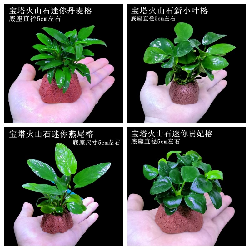 鱼缸草缸透气进化水质火山石定植杯造景装饰活体真水草,宠物/宠物食品及用品,水草,淘宝优惠券,粉丝福利购,淘宝优惠卷