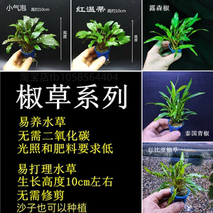 椒草系列水草阴性中前景水草好养无需二氧化碳鱼缸草缸装饰造景