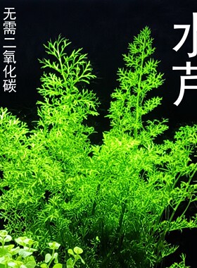 水芹阴性草阴性好养活体淡水中后景水草鱼缸造景
