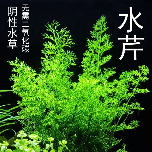 水芹阴性草阴性好养活体淡水中后景水草鱼缸造景