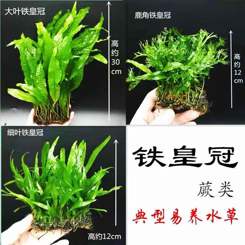 铁皇冠鱼缸草缸沉木造景真水草植物绿阴性新手好养活懒人淡水水草