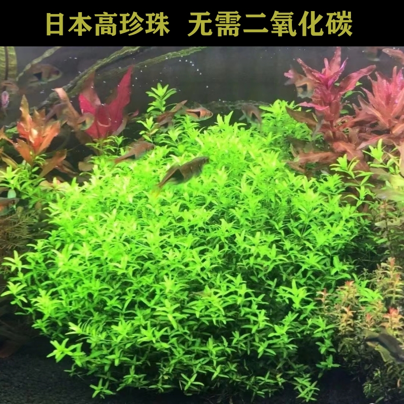 日本高珍珠中后景水草新手鱼缸草缸造景水草无需二氧化碳
