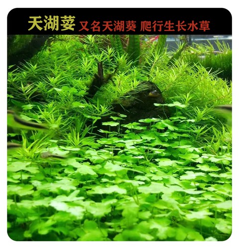 天湖荽水草前景鱼缸草缸造景装饰爬行草坪水草