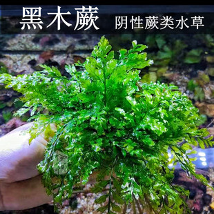 黑木蕨青木蕨叉叶铁细叶铁原生态稀有蕨类水草阴性鱼缸草缸造景