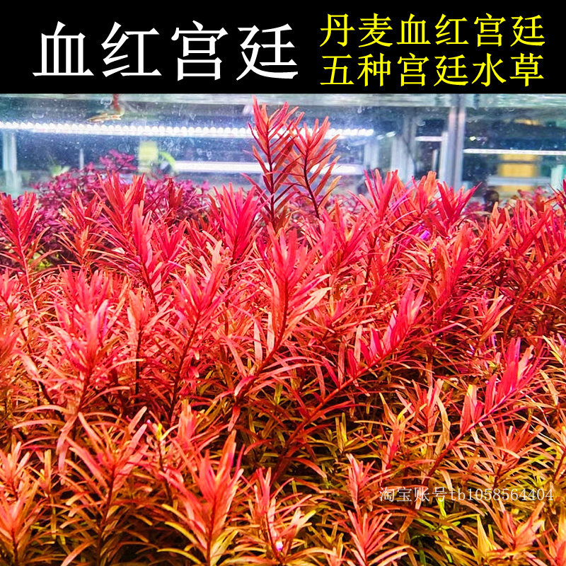 丹麦血红宫廷各种宫廷水草