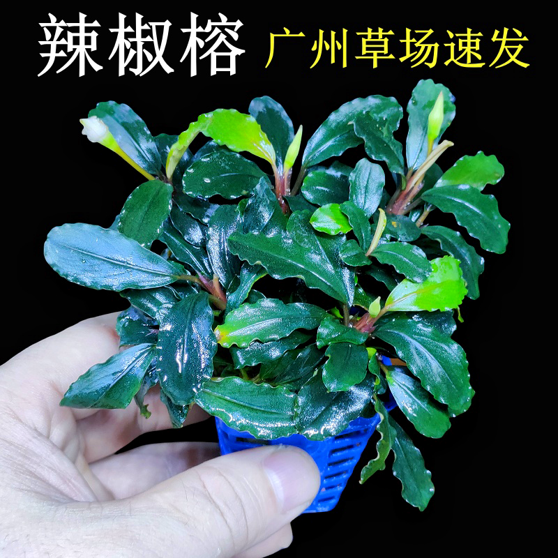 辣椒榕沉木造景水草植物