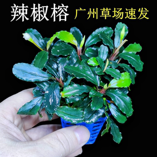 辣椒榕鱼缸草缸沉木石头森林造景水草植物迷你前景发色红色水下叶