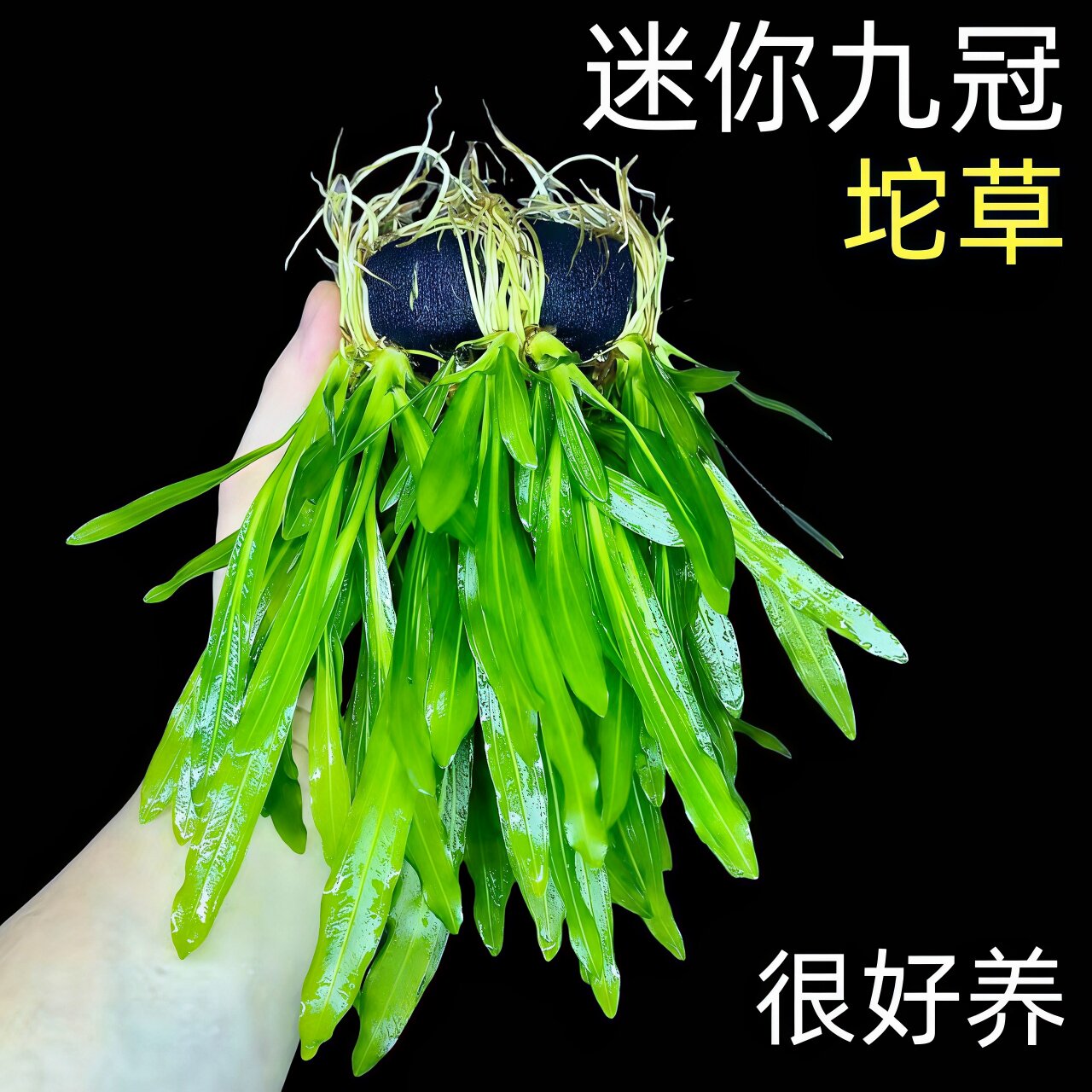 迷你九冠坨草自带营养底座很好养