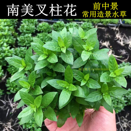 南美叉柱花前中景阳性有茎水草鱼缸草缸荷兰景装饰造景