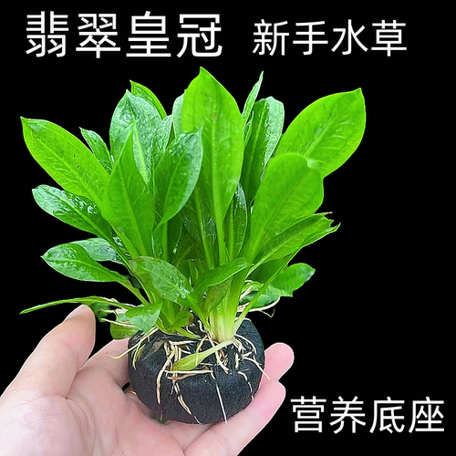 翡翠皇冠坨草水下叶鱼缸造景新手懒人好养活真阴性水草植物装饰