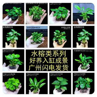 水榕系列水草入缸成景懒人新手鱼缸草缸装饰造景淡水阴性真植物