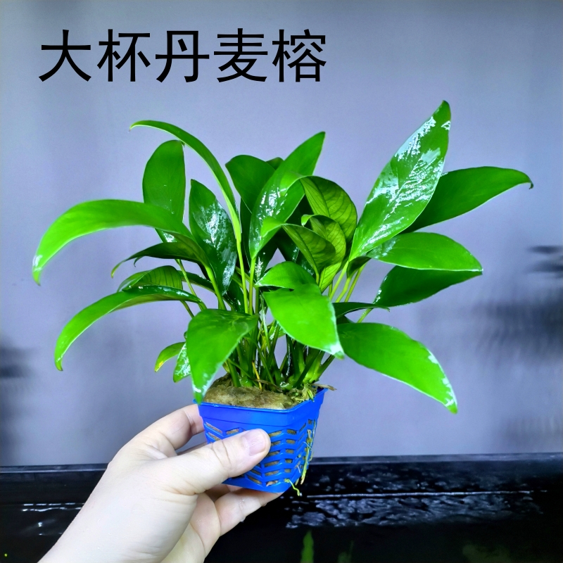 丹麦尖叶榕新手懒人易养阴性淡水水榕鱼缸草缸造景装饰活体植物