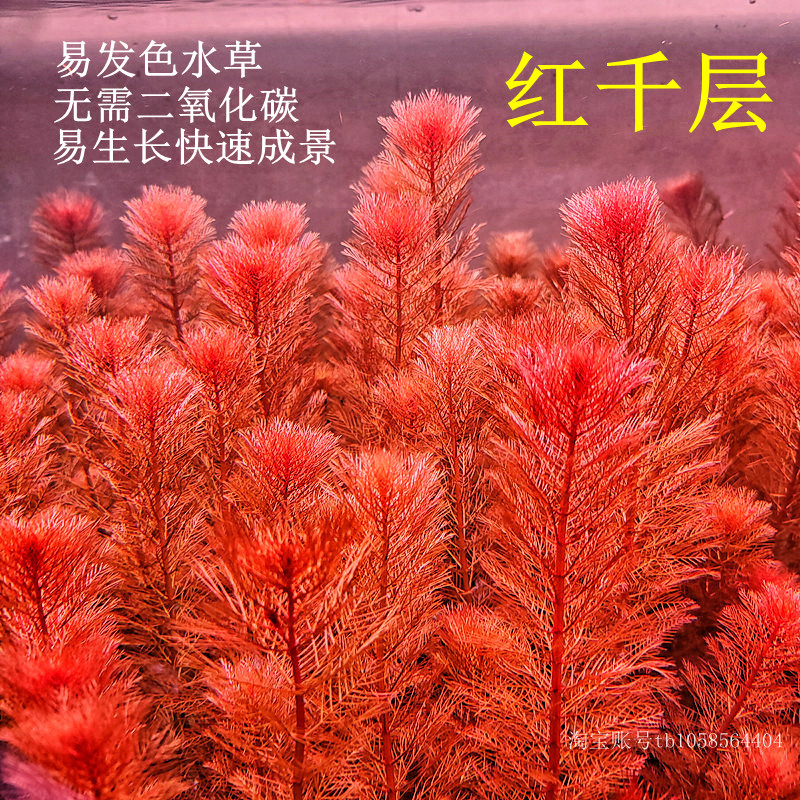 迷你红千层鱼缸造景红色水草植物后景好养易发色阴性生长快红羽毛