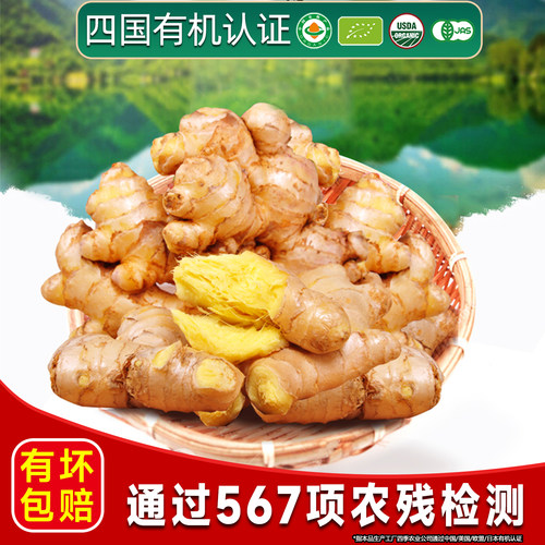 水洗有机生姜云南文山新鲜小黄姜