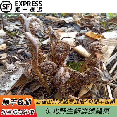 东北山野菜新鲜猴腿广东菜猫爪子蕨菜蘸酱菜春季野生四份顺丰包邮