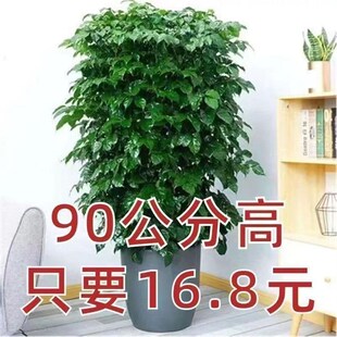 幸福树绿生独杆j盆栽客厅室大丛植家内办公室绿宝开业乔迁新家开