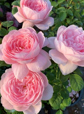 欧月灌木月季g瑞典女栽浓盆灌木花卉植物庭院玫瑰香王四季观花易