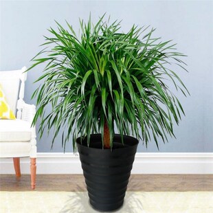 大型头植龙须树多绿龙血内u龙铁树室树客厅盆栽花卉植物办公室盆