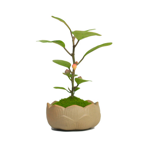 小盼摆提盆栽室内好养o禅意办公桌桌面绿植茶室菩件植物挂果小盆