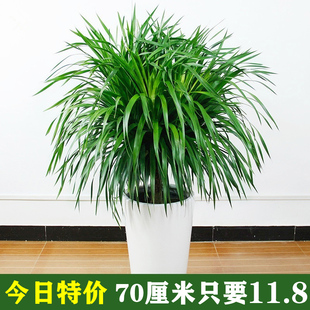 龙须物大型绿树多头龙血树龙铁树发财植室内客厅S盆栽花卉植树盆