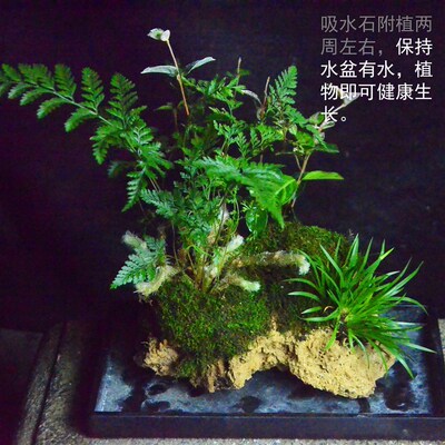 附石菖蒲吸水石i配狼尾蕨内栽室盆桌面小盆景绿植观藓微景苔水培