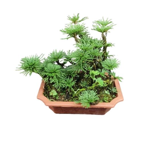 好柏九死还魂草绿植盆栽室内外花不植H物卷养卉死假山造景微型盆