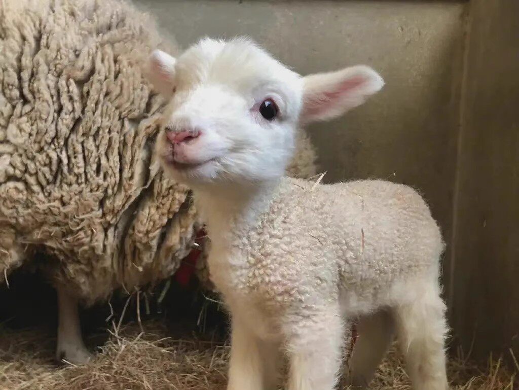 国产宠物羊小羊羔活羊矮山羊活苗网红侏儒羊宠物活物羊仔养殖技术