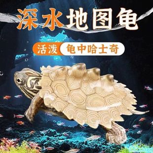 地图深水龟鱼缸混养小龟观赏龟活体宠物黑瘤龟密西西比小乌龟活物