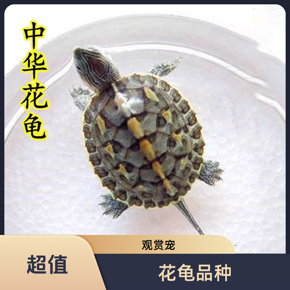 花龟草龟小乌龟花龟苗珍珠龟家养宠物观赏龟
