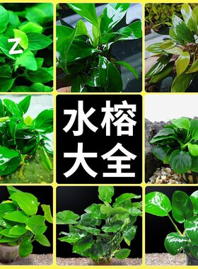鱼缸水草植物水培和鱼共养专用造景水榕真草绿植懒人新手阴性淡水
