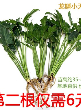 厂家直销水培小天使龙鳞桩春羽蔓绿绒室内书房办公绿植大型北欧风